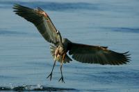 Cliquer pour agrandir