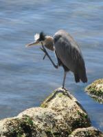 Cliquer pour agrandir