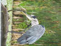 Cliquer pour agrandir