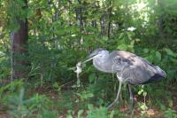 Cliquer pour agrandir