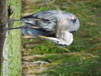 Cliquer pour agrandir