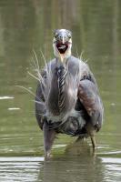 Cliquer pour agrandir