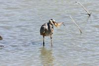 Cliquer pour agrandir