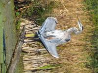 Cliquer pour agrandir