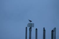 Cliquer pour agrandir