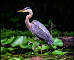 Cliquer pour agrandir