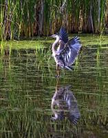 Cliquer pour agrandir