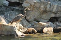 Cliquer pour agrandir