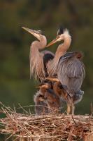 Cliquer pour agrandir