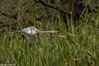 Cliquer pour agrandir