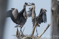 Cliquer pour agrandir