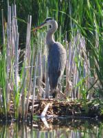 Cliquer pour agrandir