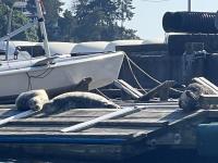 Cliquer pour agrandir