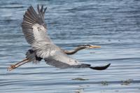 Cliquer pour agrandir