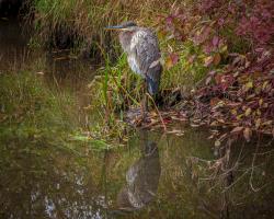 Cliquer pour agrandir