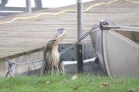 Cliquer pour agrandir