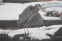 Cliquer pour agrandir