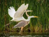 Cliquer pour agrandir