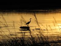 Cliquer pour agrandir