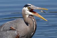 Cliquer pour agrandir