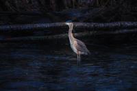 Cliquer pour agrandir