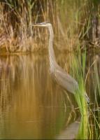 Cliquer pour agrandir