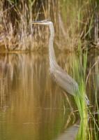 Cliquer pour agrandir