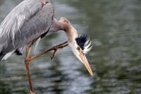 Cliquer pour agrandir