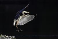 Cliquer pour agrandir