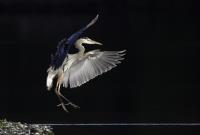 Cliquer pour agrandir