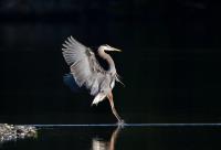 Cliquer pour agrandir