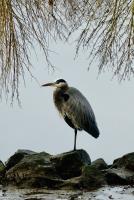 Cliquer pour agrandir