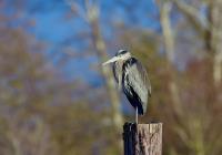 Cliquer pour agrandir