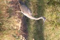 Cliquer pour agrandir