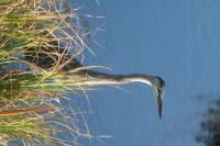 Cliquer pour agrandir