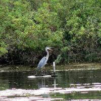 Cliquer pour agrandir