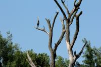 Cliquer pour agrandir