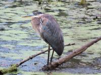 Cliquer pour agrandir