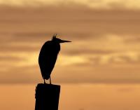 Cliquer pour agrandir