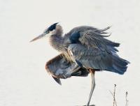 Cliquer pour agrandir