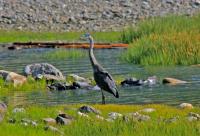 Cliquer pour agrandir