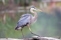 Cliquer pour agrandir