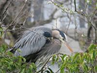 Cliquer pour agrandir