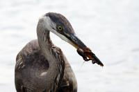 Cliquer pour agrandir