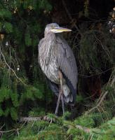 Cliquer pour agrandir