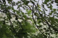 Cliquer pour agrandir