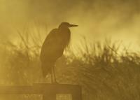 Cliquer pour agrandir