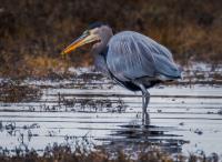 Cliquer pour agrandir