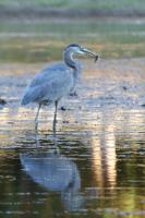 Cliquer pour agrandir