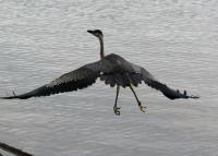 Cliquer pour agrandir